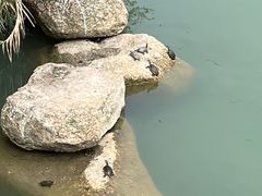 -四海公园(南山区)