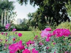 -人民公园(罗湖区)