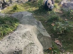 -武汉动物园