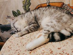 -喵小馆·猫咖狗咖猪咖·饮品店