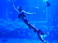 -太平洋海底世界