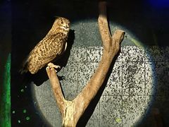 -广州长隆飞鸟乐园