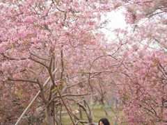-天适樱花悠乐园