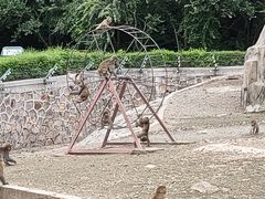 -哈尔滨北方森林动物园