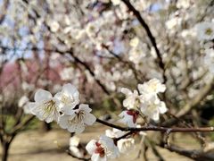 -香雪海