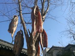 -田园东方蜜桃村的田野营地