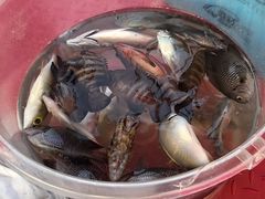 -小猫钓鱼海钓俱乐部(椰梦长廊店)