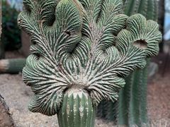 -新加坡植物园