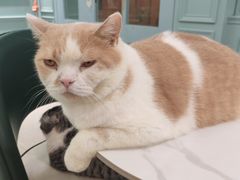 -安格丽娜·狗咖·猫咖羊驼咖(春熙路百盛商场店)