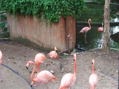 -清迈夜间动物园