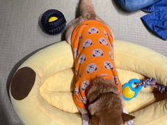 -逗柴咖啡屋·狗咖猫咖宠物桌游