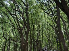 -苏州上方山国家森林公园