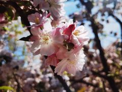 -海棠花溪(元大都城垣遗址公园)