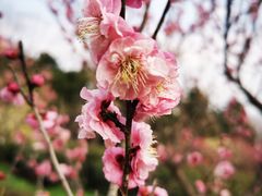 -梅花山(明孝陵内)