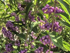 -国家植物园南园