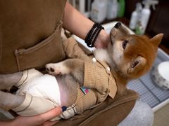 -逗柴咖啡屋·狗咖猫咖宠物桌游