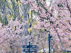 -新江湾城公园