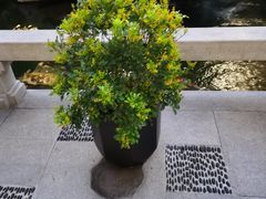 -香雪海饭店中餐厅(人民桥店)