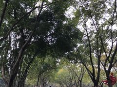 -黄桷坪涂鸦艺术街