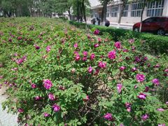 android_upload_pic-辽宁大学(崇山校区)