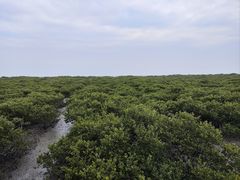 -北海金海湾红树林生态旅游区