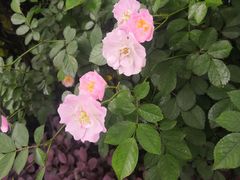 -马浜花园