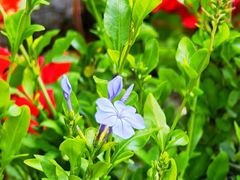 -红黄蓝幼儿园(颐东苑店)