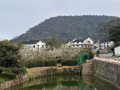 -树山生态村