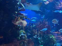 -迪拜帆船酒店海底餐厅