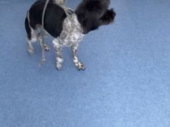 -博特宠物医院24h犬猫全科.骨科·异宠