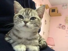 -三花喵·撸猫购宠·宠物生活馆(虹桥南丰城店)