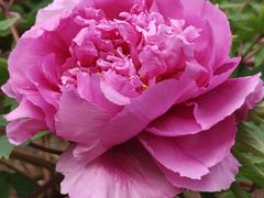 -圆明园遗址公园-藻园门售票处