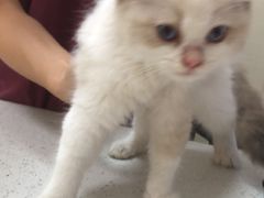 -瑞鹏宠物医院·普外科·影像科·皮肤科(城市山谷分院)