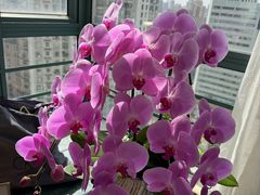 -双季花艺园艺市场(浦东店)