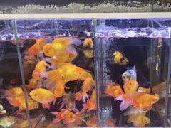 -花辰月夕花坊(北滨路店)