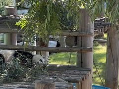 -西霞口神雕山野生动物世界