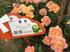 -荷兰花海