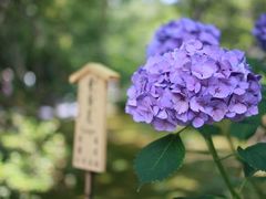 -天龙寺