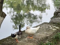-杭州雅谷泉山庄酒店-餐厅