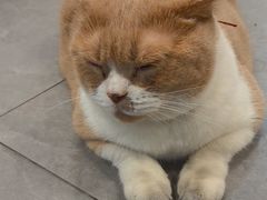 -伟伟宠物医院·CT影像中心·瑞派犬猫综合性门诊(汉口总院)