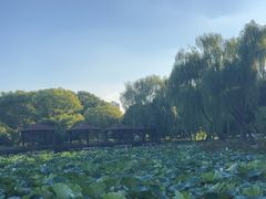 -荷花公园