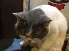 -more than meow吴止猫主题餐厅(承德 中船汇店)