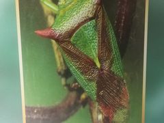 -上海昆虫博物馆