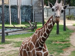 -清迈夜间动物园