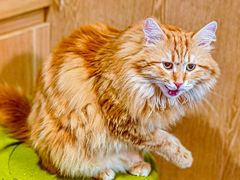 -MOCHA明星猫咖(田子坊店)