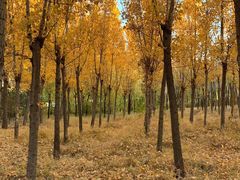 -森林公园(尖草坪区)