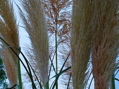 -紫颐香薰山谷景区