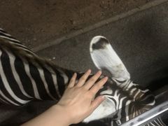 -清迈夜间动物园