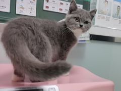 -宠福鑫康馨动物医院·骨科·眼科
