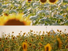 -光明小镇欢乐田园